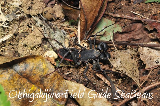 11%e6%9c%8818%e6%97%a5%e7%9f%b3%e5%9e%a3%e5%b3%b6%e3%83%8a%e3%82%a4%e3%83%88%e3%83%84%e3%82%a2%e3%83%bc7