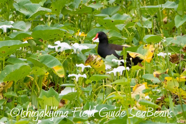 11%e6%9c%8822%e6%97%a5%e7%9f%b3%e5%9e%a3%e5%b3%b6%e3%83%90%e3%83%bc%e3%83%89%e3%82%a6%e3%82%aa%e3%83%83%e3%83%81%e3%83%b3%e3%82%b0%ef%bc%86%e9%87%8e%e9%b3%a5%e6%92%ae%e5%bd%b122