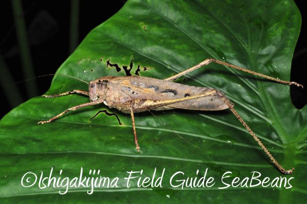 11%e6%9c%8825%e6%97%a5%e7%9f%b3%e5%9e%a3%e5%b3%b6%e3%83%8a%e3%82%a4%e3%83%88%e3%83%84%e3%82%a2%e3%83%bc11