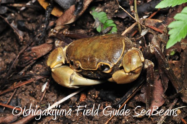 11%e6%9c%8825%e6%97%a5%e7%9f%b3%e5%9e%a3%e5%b3%b6%e3%83%8a%e3%82%a4%e3%83%88%e3%83%84%e3%82%a2%e3%83%bc14