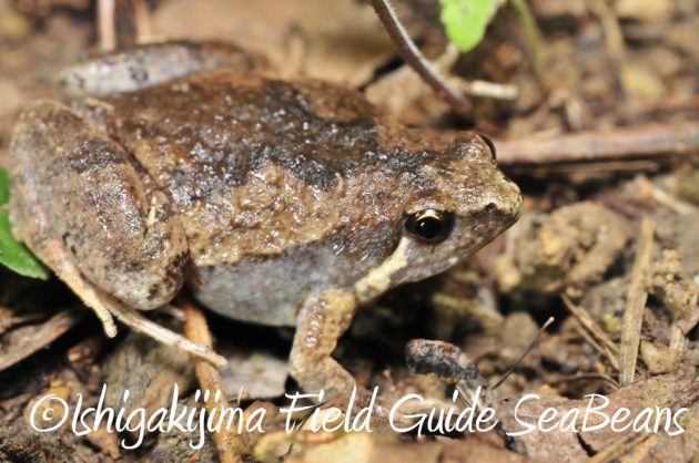 11%e6%9c%8816%e6%97%a5%e7%9f%b3%e5%9e%a3%e5%b3%b6%e3%83%8a%e3%82%a4%e3%83%88%e3%83%84%e3%82%a2%e3%83%bc6