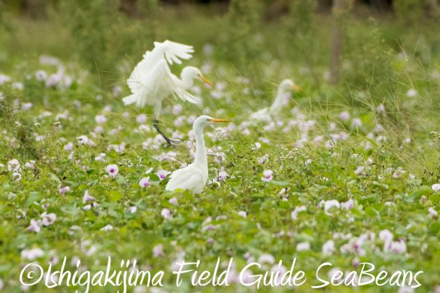 11%e6%9c%8822%e6%97%a5%e7%9f%b3%e5%9e%a3%e5%b3%b6%e3%83%90%e3%83%bc%e3%83%89%e3%82%a6%e3%82%aa%e3%83%83%e3%83%81%e3%83%b3%e3%82%b0%ef%bc%86%e9%87%8e%e9%b3%a5%e6%92%ae%e5%bd%b16