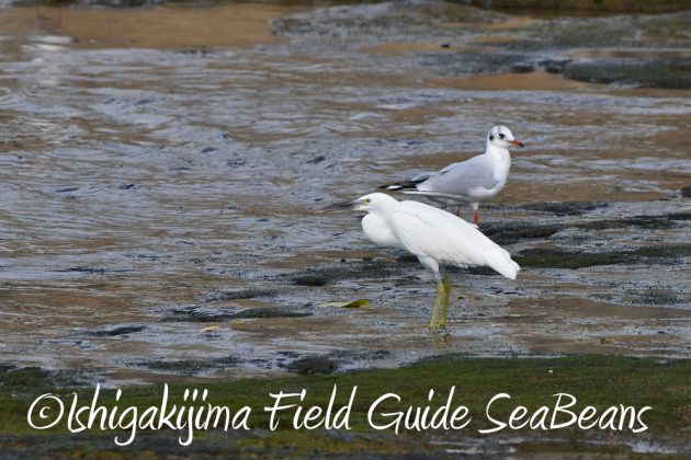 11%e6%9c%886%e6%97%a5%e7%9f%b3%e5%9e%a3%e5%b3%b6%e3%83%90%e3%83%bc%e3%83%89%e3%82%a6%e3%82%aa%e3%83%83%e3%83%81%e3%83%b3%e3%82%b0%ef%bc%86%e9%87%8e%e9%b3%a5%e6%92%ae%e5%bd%b1%e3%82%ac%e3%82%a4