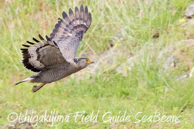 11%e6%9c%8813%e6%97%a5%e7%9f%b3%e5%9e%a3%e5%b3%b6%e3%83%90%e3%83%bc%e3%83%89%e3%82%a6%e3%82%aa%e3%83%83%e3%83%81%e3%83%b3%e3%82%b0%ef%bc%86%e9%87%8e%e9%b3%a5%e6%92%ae%e5%bd%b1%e3%82%ac%e3%82%a4