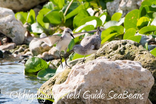 11%e6%9c%8816%e6%97%a5%e7%9f%b3%e5%9e%a3%e5%b3%b6%e3%83%90%e3%83%bc%e3%83%89%e3%82%a6%e3%82%aa%e3%83%83%e3%83%81%e3%83%b3%e3%82%b0%ef%bc%86%e9%87%8e%e9%b3%a5%e8%a6%b3%e5%af%9f%e3%82%ac%e3%82%a4