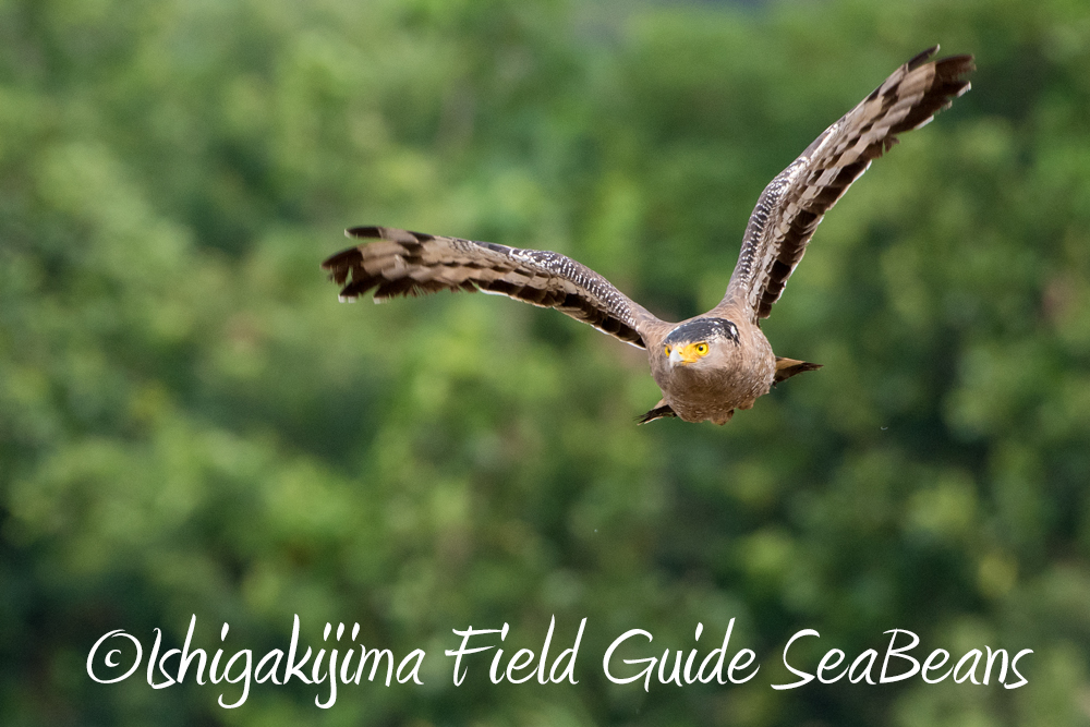 ベニバト、ソリハシセイタカシギ、カンムリワシ等など石垣島でのバードウオッチングは楽しい！！バードウオッチング＆野鳥撮影ガイド。