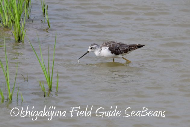 11%e6%9c%882%e6%97%a5%e7%9f%b3%e5%9e%a3%e5%b3%b6%e3%83%90%e3%83%bc%e3%83%89%e3%82%a6%e3%82%aa%e3%83%83%e3%83%81%e3%83%b3%e3%82%b0%ef%bc%86%e9%87%8e%e9%b3%a5%e6%92%ae%e5%bd%b1%e3%82%ac%e3%82%a4