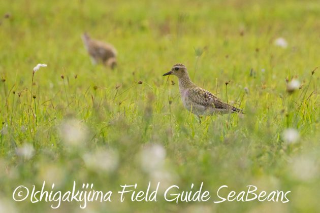 11%e6%9c%8826%e6%97%a5%e7%9f%b3%e5%9e%a3%e5%b3%b6%e3%83%90%e3%83%bc%e3%83%89%e3%82%a6%e3%82%aa%e3%83%83%e3%83%81%e3%83%b3%e3%82%b0%ef%bc%86%e9%87%8e%e9%b3%a5%e6%92%ae%e5%bd%b1%e3%82%ac%e3%82%a4