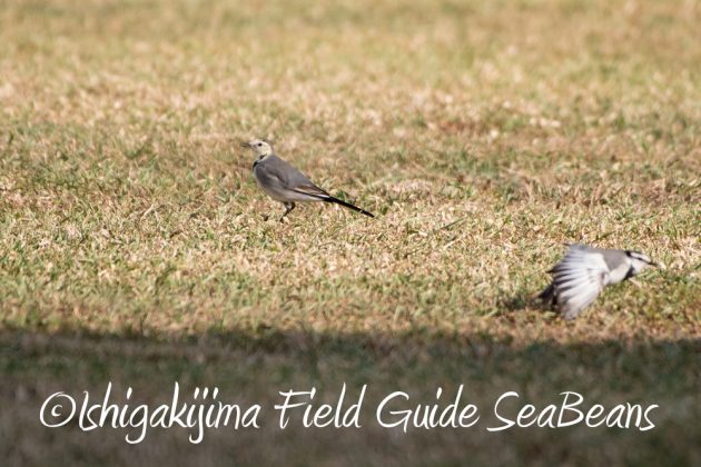 11%e6%9c%8819%e6%97%a5%e7%9f%b3%e5%9e%a3%e5%b3%b6%e3%83%90%e3%83%bc%e3%83%89%e3%82%a6%e3%82%aa%e3%83%83%e3%83%81%e3%83%b3%e3%82%b0%ef%bc%86%e9%87%8e%e9%b3%a5%e6%92%ae%e5%bd%b1%e3%82%ac%e3%82%a4