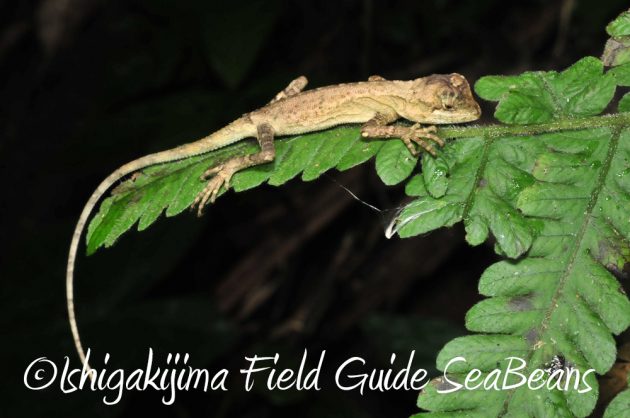 11%e6%9c%8818%e6%97%a5%e7%9f%b3%e5%9e%a3%e5%b3%b6%e3%83%8a%e3%82%a4%e3%83%88%e3%83%84%e3%82%a2%e3%83%bc11