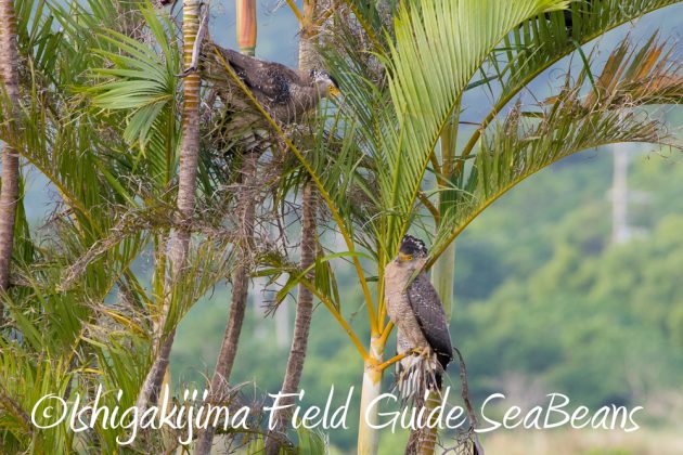 11%e6%9c%8811%e6%97%a5%e7%9f%b3%e5%9e%a3%e5%b3%b6%e3%82%ab%e3%83%b3%e3%83%a0%e3%83%aa%e3%83%af%e3%82%b7%e6%92%ae%e5%bd%b1%e3%80%81%e3%83%90%e3%83%bc%e3%83%89%e3%82%a6%e3%82%aa%e3%83%83%e3%83%81