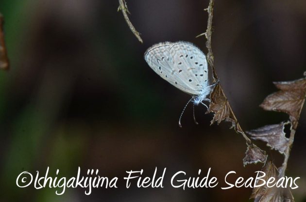 11%e6%9c%8825%e6%97%a5%e7%9f%b3%e5%9e%a3%e5%b3%b6%e3%83%8a%e3%82%a4%e3%83%88%e3%83%84%e3%82%a2%e3%83%bc19