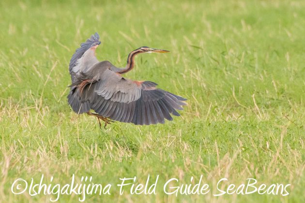 11%e6%9c%8822%e6%97%a5%e7%9f%b3%e5%9e%a3%e5%b3%b6%e3%83%90%e3%83%bc%e3%83%89%e3%82%a6%e3%82%aa%e3%83%83%e3%83%81%e3%83%b3%e3%82%b0%ef%bc%86%e9%87%8e%e9%b3%a5%e6%92%ae%e5%bd%b111