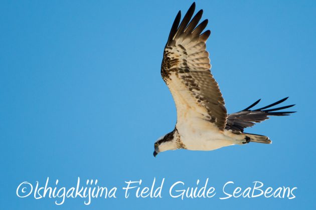 11%e6%9c%8813%e6%97%a5%e7%9f%b3%e5%9e%a3%e5%b3%b6%e3%83%90%e3%83%bc%e3%83%89%e3%82%a6%e3%82%aa%e3%83%83%e3%83%81%e3%83%b3%e3%82%b0%ef%bc%86%e9%87%8e%e9%b3%a5%e6%92%ae%e5%bd%b1%e3%82%ac%e3%82%a4