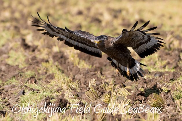 11%e6%9c%8814%e6%97%a5%e7%9f%b3%e5%9e%a3%e5%b3%b6%e3%83%90%e3%83%bc%e3%83%89%e3%82%a6%e3%82%aa%e3%83%83%e3%83%81%e3%83%b3%e3%82%b0%ef%bc%86%e9%87%8e%e9%b3%a5%e6%92%ae%e5%bd%b1%e3%82%ac%e3%82%a4