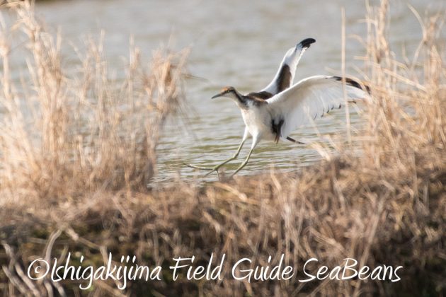 11%e6%9c%8817%e6%97%a5%e7%9f%b3%e5%9e%a3%e5%b3%b6%e3%83%90%e3%83%bc%e3%83%89%e3%82%a6%e3%82%aa%e3%83%83%e3%83%81%e3%83%b3%e3%82%b0%ef%bc%86%e9%87%8e%e9%b3%a5%e8%a6%b3%e5%af%9f%e3%83%84%e3%82%a2