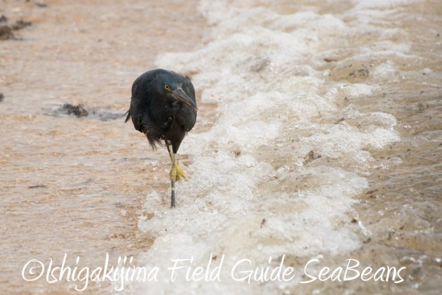 11%e6%9c%8826%e6%97%a5%e7%9f%b3%e5%9e%a3%e5%b3%b6%e3%83%90%e3%83%bc%e3%83%89%e3%82%a6%e3%82%aa%e3%83%83%e3%83%81%e3%83%b3%e3%82%b0%ef%bc%86%e9%87%8e%e9%b3%a5%e6%92%ae%e5%bd%b1%e3%82%ac%e3%82%a4