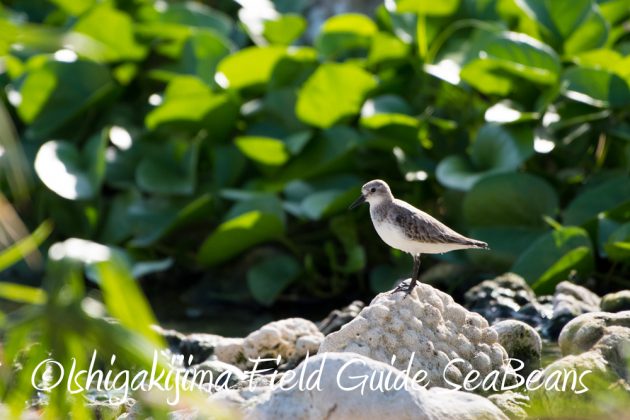 11%e6%9c%8813%e6%97%a5%e7%9f%b3%e5%9e%a3%e5%b3%b6%e3%83%90%e3%83%bc%e3%83%89%e3%82%a6%e3%82%aa%e3%83%83%e3%83%81%e3%83%b3%e3%82%b0%ef%bc%86%e9%87%8e%e9%b3%a5%e6%92%ae%e5%bd%b1%e3%82%ac%e3%82%a4