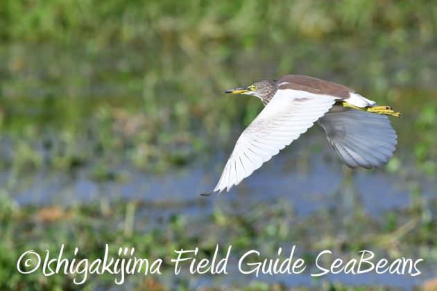 11%e6%9c%8814%e6%97%a5%e7%9f%b3%e5%9e%a3%e5%b3%b6%e3%83%90%e3%83%bc%e3%83%89%e3%82%a6%e3%82%aa%e3%83%83%e3%83%81%e3%83%b3%e3%82%b0%ef%bc%86%e9%87%8e%e9%b3%a5%e6%92%ae%e5%bd%b1%e3%82%ac%e3%82%a4