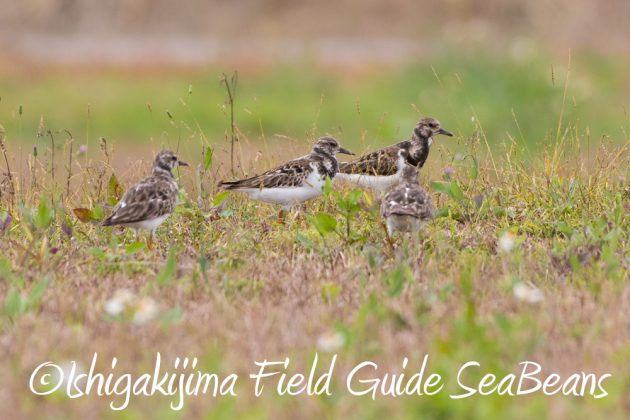 11%e6%9c%8823%e6%97%a5%e7%9f%b3%e5%9e%a3%e5%b3%b6%e3%83%90%e3%83%bc%e3%83%89%e3%82%a6%e3%82%aa%e3%83%83%e3%83%81%e3%83%b3%e3%82%b0%ef%bc%86%e9%87%8e%e9%b3%a5%e8%a6%b3%e5%af%9f%e3%82%ac%e3%82%a4