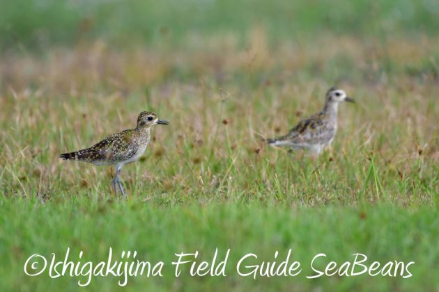 11%e6%9c%8819%e6%97%a5%e7%9f%b3%e5%9e%a3%e5%b3%b6%e3%83%90%e3%83%bc%e3%83%89%e3%82%a6%e3%82%aa%e3%83%83%e3%83%81%e3%83%b3%e3%82%b0%ef%bc%86%e9%87%8e%e9%b3%a5%e6%92%ae%e5%bd%b1%e3%82%ac%e3%82%a4