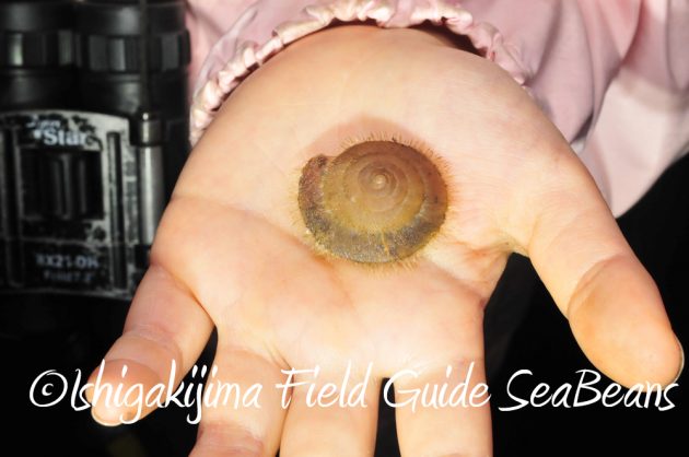 11%e6%9c%8822%e6%97%a5%e7%9f%b3%e5%9e%a3%e5%b3%b6%e3%83%8a%e3%82%a4%e3%83%88%e3%83%84%e3%82%a2%e3%83%bc14