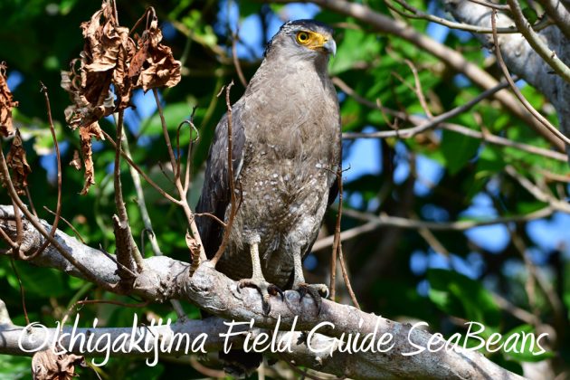 11%e6%9c%8816%e6%97%a5%e7%9f%b3%e5%9e%a3%e5%b3%b6%e3%83%90%e3%83%bc%e3%83%89%e3%82%a6%e3%82%aa%e3%83%83%e3%83%81%e3%83%b3%e3%82%b0%ef%bc%86%e9%87%8e%e9%b3%a5%e8%a6%b3%e5%af%9f%e3%82%ac%e3%82%a4