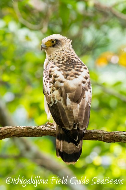 11%e6%9c%8811%e6%97%a5%e7%9f%b3%e5%9e%a3%e5%b3%b6%e3%82%ab%e3%83%b3%e3%83%a0%e3%83%aa%e3%83%af%e3%82%b7%e6%92%ae%e5%bd%b1%e3%80%81%e3%83%90%e3%83%bc%e3%83%89%e3%82%a6%e3%82%aa%e3%83%83%e3%83%81