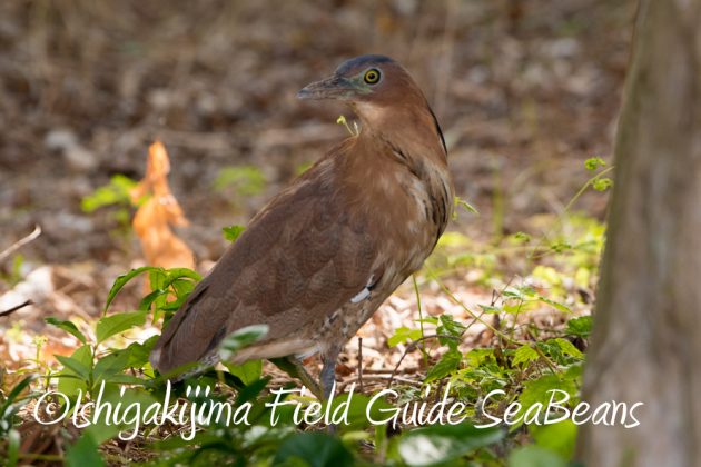 11%e6%9c%8816%e6%97%a5%e7%9f%b3%e5%9e%a3%e5%b3%b6%e3%83%90%e3%83%bc%e3%83%89%e3%82%a6%e3%82%aa%e3%83%83%e3%83%81%e3%83%b3%e3%82%b0%ef%bc%86%e9%87%8e%e9%b3%a5%e8%a6%b3%e5%af%9f%e3%82%ac%e3%82%a4