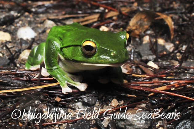 11%e6%9c%8820%e6%97%a5%e7%9f%b3%e5%9e%a3%e5%b3%b6%e3%83%8a%e3%82%a4%e3%83%88%e3%83%84%e3%82%a2%e3%83%bc11