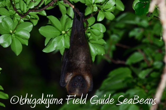 11%e6%9c%883%e6%97%a5%e7%9f%b3%e5%9e%a3%e5%b3%b6%e3%83%8a%e3%82%a4%e3%83%88%e3%83%84%e3%82%a2%e3%83%bc9