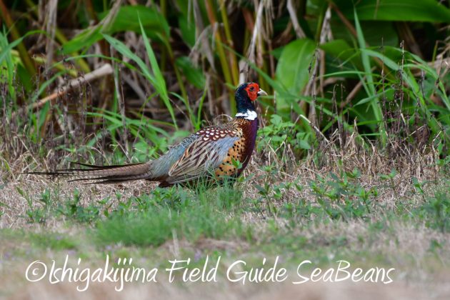 11%e6%9c%882%e6%97%a5%e7%9f%b3%e5%9e%a3%e5%b3%b6%e3%83%90%e3%83%bc%e3%83%89%e3%82%a6%e3%82%aa%e3%83%83%e3%83%81%e3%83%b3%e3%82%b0%ef%bc%86%e9%87%8e%e9%b3%a5%e6%92%ae%e5%bd%b1%e3%82%ac%e3%82%a4