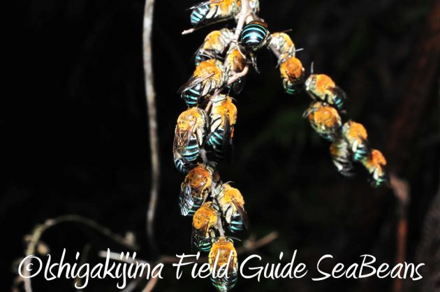 11%e6%9c%887%e6%97%a5%e7%9f%b3%e5%9e%a3%e5%b3%b6%e3%83%8a%e3%82%a4%e3%83%88%e3%83%84%e3%82%a2%e3%83%bc4