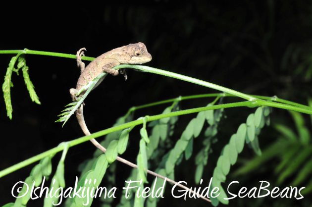 11%e6%9c%8816%e6%97%a5%e7%9f%b3%e5%9e%a3%e5%b3%b6%e3%83%8a%e3%82%a4%e3%83%88%e3%83%84%e3%82%a2%e3%83%bc15