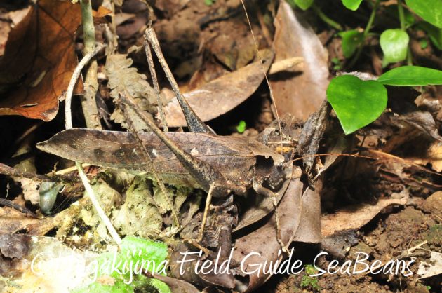 11%e6%9c%888%e6%97%a5%e7%9f%b3%e5%9e%a3%e5%b3%b6%e3%83%8a%e3%82%a4%e3%83%88%e3%83%84%e3%82%a2%e3%83%bc9