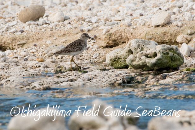 11%e6%9c%886%e6%97%a5%e7%9f%b3%e5%9e%a3%e5%b3%b6%e3%83%90%e3%83%bc%e3%83%89%e3%82%a6%e3%82%aa%e3%83%83%e3%83%81%e3%83%b3%e3%82%b0%ef%bc%86%e9%87%8e%e9%b3%a5%e6%92%ae%e5%bd%b1%e3%82%ac%e3%82%a4