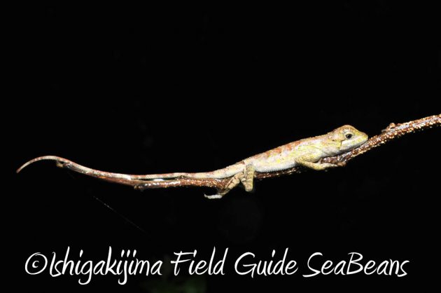 11%e6%9c%8820%e6%97%a5%e7%9f%b3%e5%9e%a3%e5%b3%b6%e3%83%8a%e3%82%a4%e3%83%88%e3%83%84%e3%82%a2%e3%83%bc4