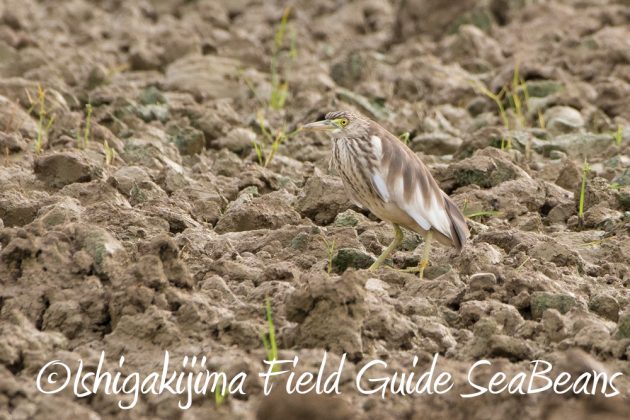 11%e6%9c%8826%e6%97%a5%e7%9f%b3%e5%9e%a3%e5%b3%b6%e3%83%90%e3%83%bc%e3%83%89%e3%82%a6%e3%82%aa%e3%83%83%e3%83%81%e3%83%b3%e3%82%b0%ef%bc%86%e9%87%8e%e9%b3%a5%e6%92%ae%e5%bd%b1%e3%82%ac%e3%82%a4