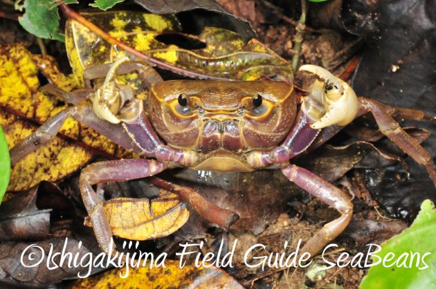 11%e6%9c%8822%e6%97%a5%e7%9f%b3%e5%9e%a3%e5%b3%b6%e3%83%8a%e3%82%a4%e3%83%88%e3%83%84%e3%82%a2%e3%83%bc13