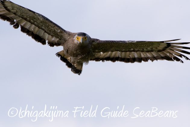 11%e6%9c%8811%e6%97%a5%e7%9f%b3%e5%9e%a3%e5%b3%b6%e3%82%ab%e3%83%b3%e3%83%a0%e3%83%aa%e3%83%af%e3%82%b7%e6%92%ae%e5%bd%b1%e3%80%81%e3%83%90%e3%83%bc%e3%83%89%e3%82%a6%e3%82%aa%e3%83%83%e3%83%81