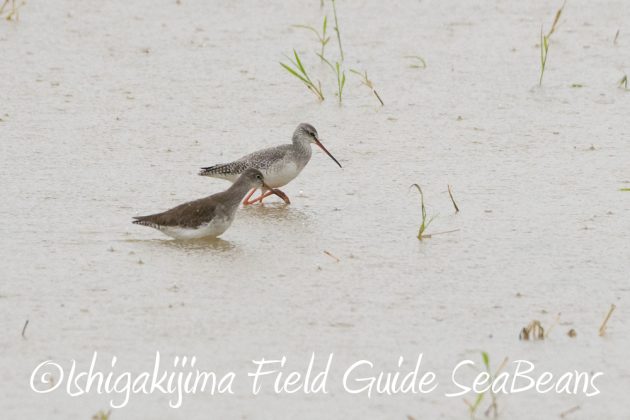 11%e6%9c%8823%e6%97%a5%e7%9f%b3%e5%9e%a3%e5%b3%b6%e3%83%90%e3%83%bc%e3%83%89%e3%82%a6%e3%82%aa%e3%83%83%e3%83%81%e3%83%b3%e3%82%b0%ef%bc%86%e9%87%8e%e9%b3%a5%e8%a6%b3%e5%af%9f%e3%82%ac%e3%82%a4