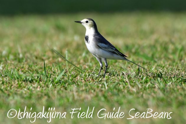 11%e6%9c%8812%e6%97%a5%e7%9f%b3%e5%9e%a3%e5%b3%b6%e3%83%90%e3%83%bc%e3%83%89%e3%82%a6%e3%82%aa%e3%83%83%e3%83%81%e3%83%b3%e3%82%b0%ef%bc%86%e9%87%8e%e9%b3%a5%e6%92%ae%e5%bd%b13