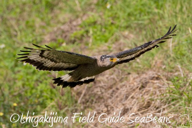 11%e6%9c%8817%e6%97%a5%e7%9f%b3%e5%9e%a3%e5%b3%b6%e3%83%90%e3%83%bc%e3%83%89%e3%82%a6%e3%82%aa%e3%83%83%e3%83%81%e3%83%b3%e3%82%b0%ef%bc%86%e9%87%8e%e9%b3%a5%e8%a6%b3%e5%af%9f%e3%83%84%e3%82%a2