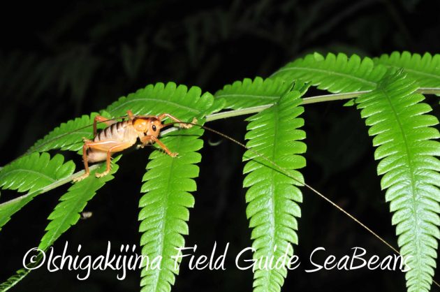 11%e6%9c%883%e6%97%a5%e7%9f%b3%e5%9e%a3%e5%b3%b6%e3%83%8a%e3%82%a4%e3%83%88%e3%83%84%e3%82%a2%e3%83%bc11