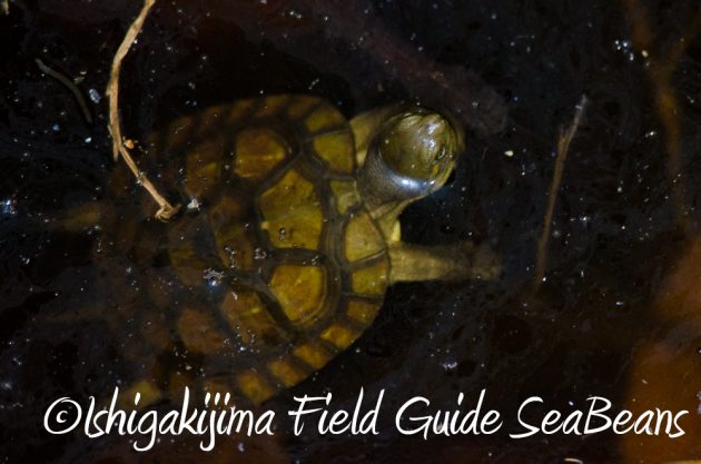 11%e6%9c%8816%e6%97%a5%e7%9f%b3%e5%9e%a3%e5%b3%b6%e3%83%8a%e3%82%a4%e3%83%88%e3%83%84%e3%82%a2%e3%83%bc17