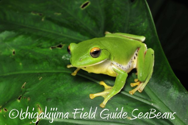 11%e6%9c%8825%e6%97%a5%e7%9f%b3%e5%9e%a3%e5%b3%b6%e3%83%8a%e3%82%a4%e3%83%88%e3%83%84%e3%82%a2%e3%83%bc10