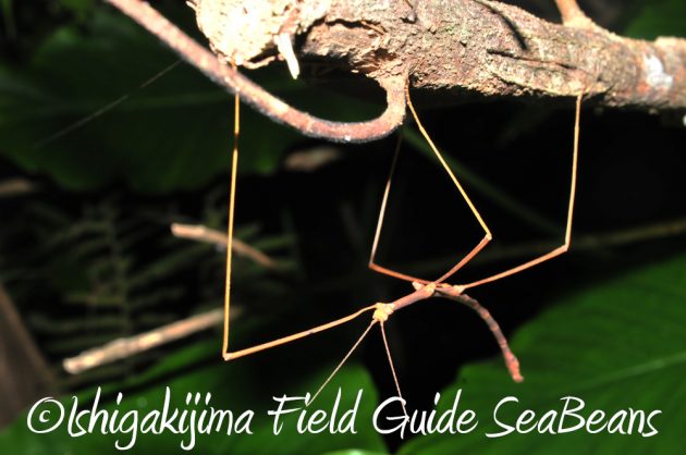 11%e6%9c%882%e6%97%a5%e7%9f%b3%e5%9e%a3%e5%b3%b6%e3%83%8a%e3%82%a4%e3%83%88%e3%83%84%e3%82%a2%e3%83%bc14