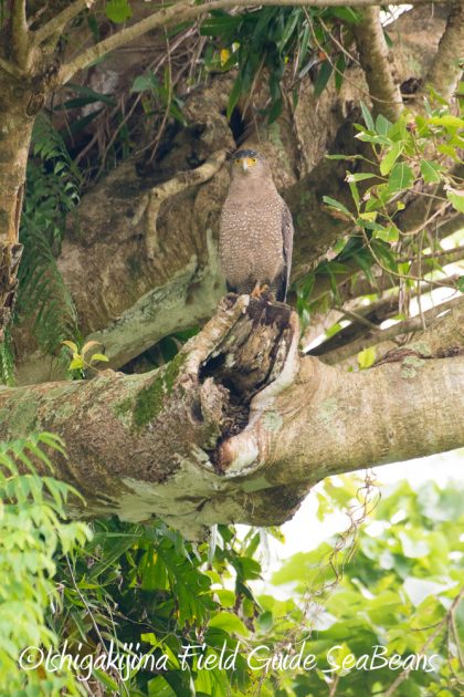 11%e6%9c%8822%e6%97%a5%e7%9f%b3%e5%9e%a3%e5%b3%b6%e3%83%90%e3%83%bc%e3%83%89%e3%82%a6%e3%82%aa%e3%83%83%e3%83%81%e3%83%b3%e3%82%b0%ef%bc%86%e9%87%8e%e9%b3%a5%e6%92%ae%e5%bd%b115