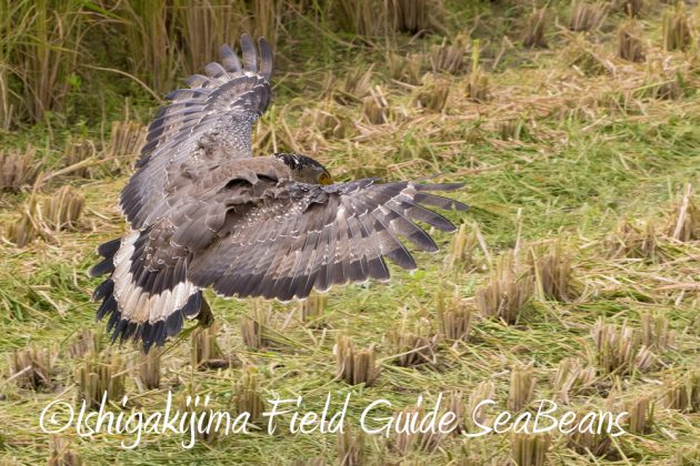 11%e6%9c%8817%e6%97%a5%e7%9f%b3%e5%9e%a3%e5%b3%b6%e3%83%90%e3%83%bc%e3%83%89%e3%82%a6%e3%82%aa%e3%83%83%e3%83%81%e3%83%b3%e3%82%b0%ef%bc%86%e9%87%8e%e9%b3%a5%e8%a6%b3%e5%af%9f%e3%83%84%e3%82%a2