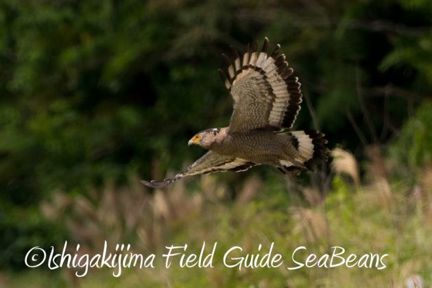 11%e6%9c%8817%e6%97%a5%e7%9f%b3%e5%9e%a3%e5%b3%b6%e3%83%90%e3%83%bc%e3%83%89%e3%82%a6%e3%82%aa%e3%83%83%e3%83%81%e3%83%b3%e3%82%b0%ef%bc%86%e9%87%8e%e9%b3%a5%e8%a6%b3%e5%af%9f%e3%83%84%e3%82%a2